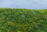 Blooming Meadow - Early Summer - Image 1