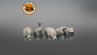 Hippos Set Of 5pcs